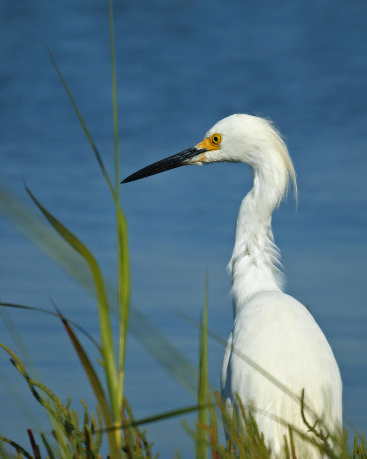 Snowy Egret 8 Photograph By Ernie Echols Fine Art America