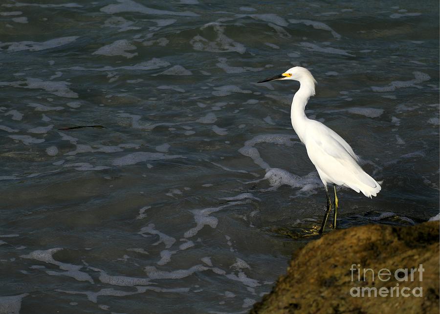 Snowy Egret by the Sea Photograph by Sabrina L Ryan