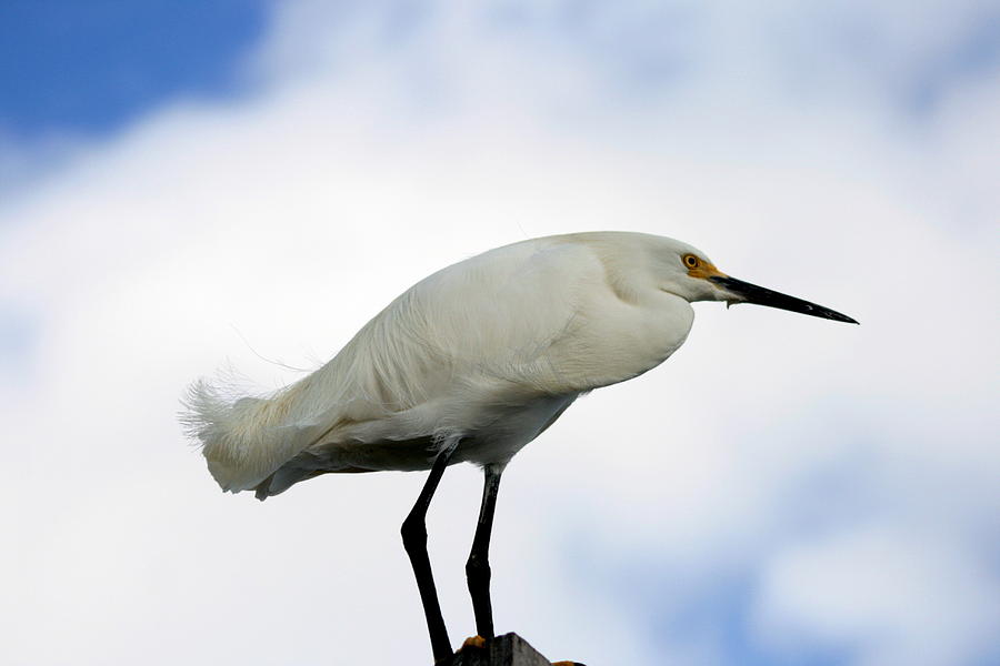 Snowy Egret  Photograph by Christopher J Kirby