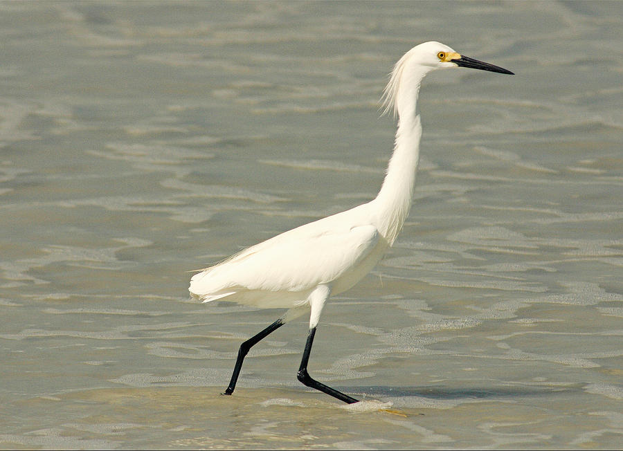 Snowy Egret Photograph by Cindy Haggerty