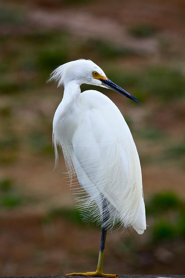 snowy-egret-diana-hatcher.jpg