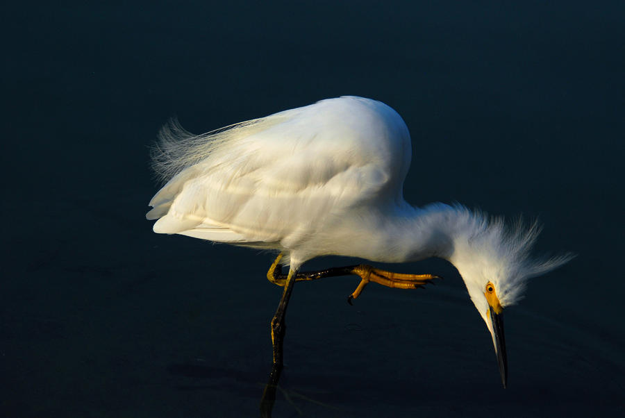 Snowy Egret Photograph by Dung Ma