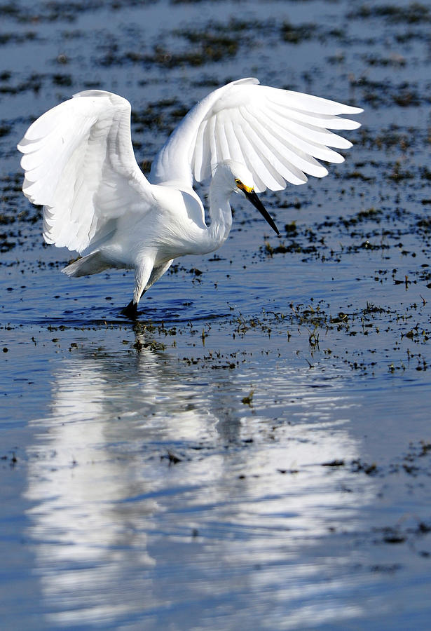 Snowy Egret fishing Photograph by Bill Dodsworth