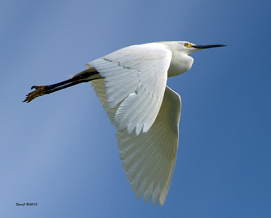 Snowy Egret Fly-by Photograph by Stephen Johnson