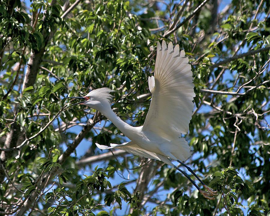 Snowy Egret Flying into Tree Photograph by Stephen Johnson
