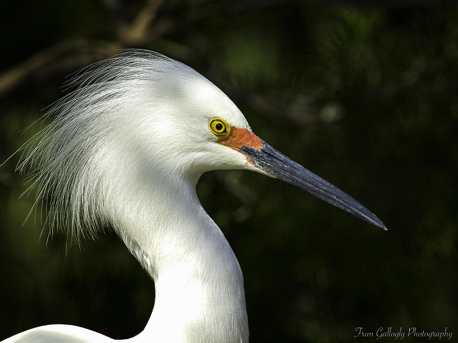 Snowy Egret Photograph by Fran Gallogly