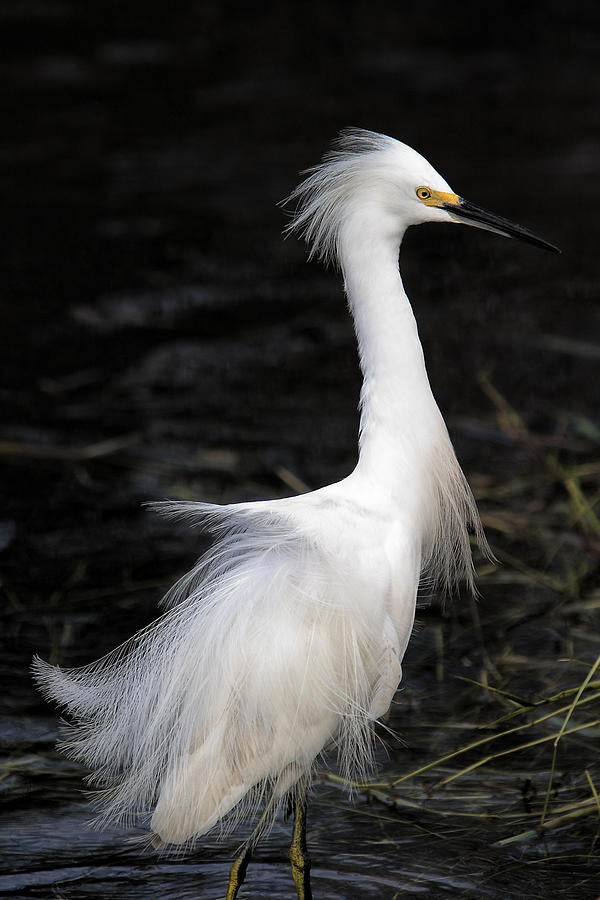 Snowy Egret Photograph by Guillermo Gonzalez - Fine Art America