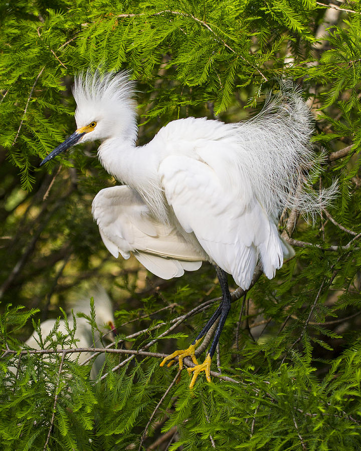 Snowy Egret in Breeding Plumage Photograph by Bill Swindaman | Fine Art ...