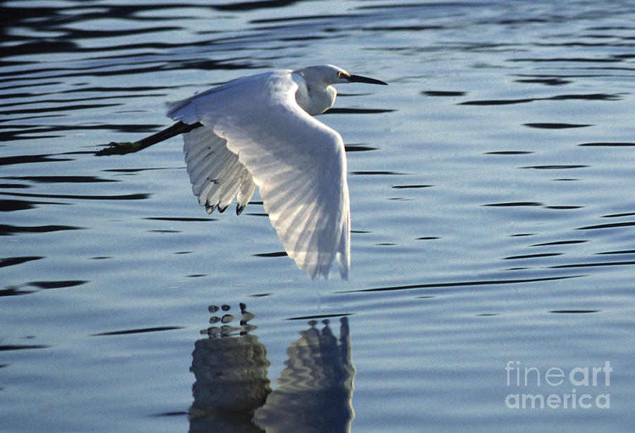 Snowy Egret in Flight Photograph by Craig Lovell