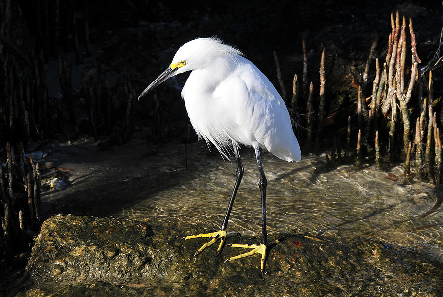 Snowy Egret in Mangroves Photograph by David Lee Thompson