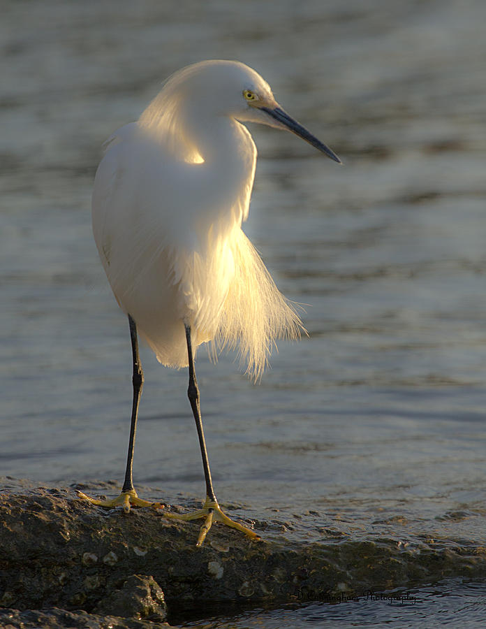 Snowy Egret On Rock Photograph by Dorothy Cunningham