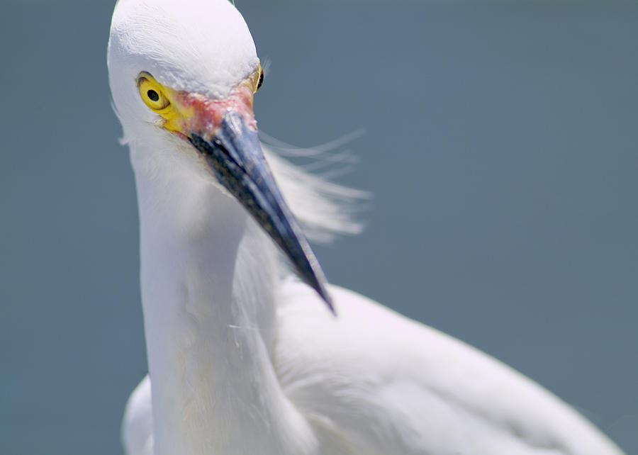 Egret Photograph - Snowy Egret by Patrick Lynch