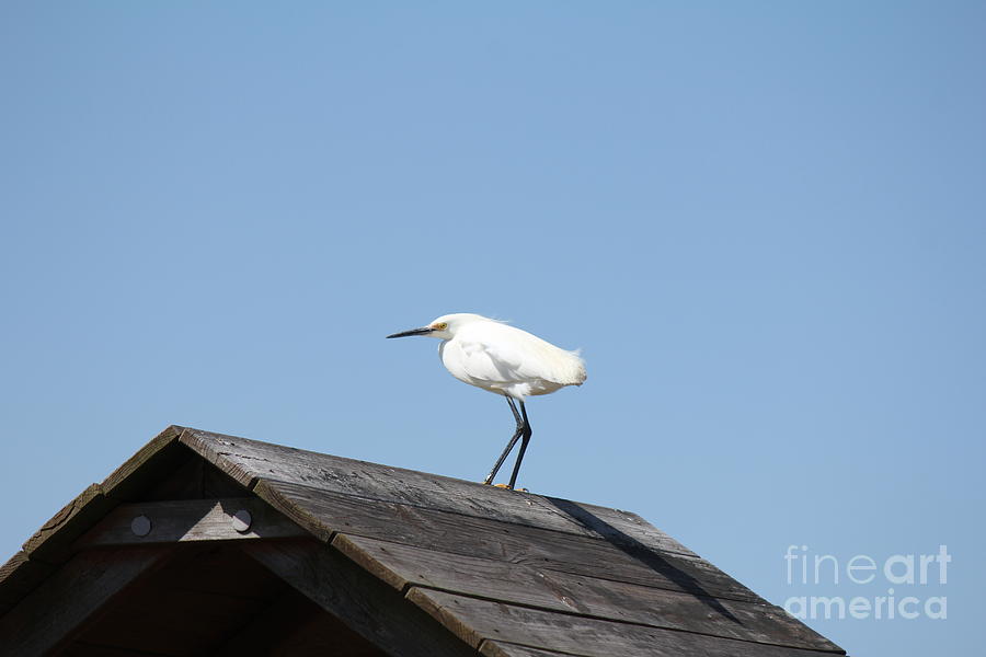 Snowy Egret Photograph - Snowy Egret by Scenesational Photos Snowy Egret Photograph - Snowy Egret by Scenesational Photos