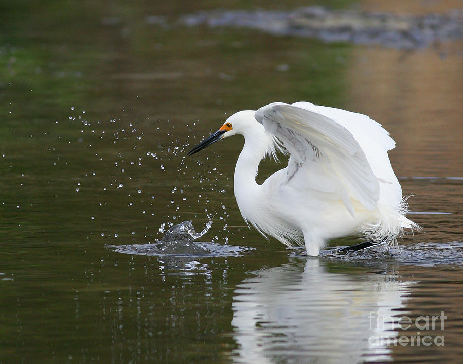 Snowy Egret splash Photograph by Gene  Marchand