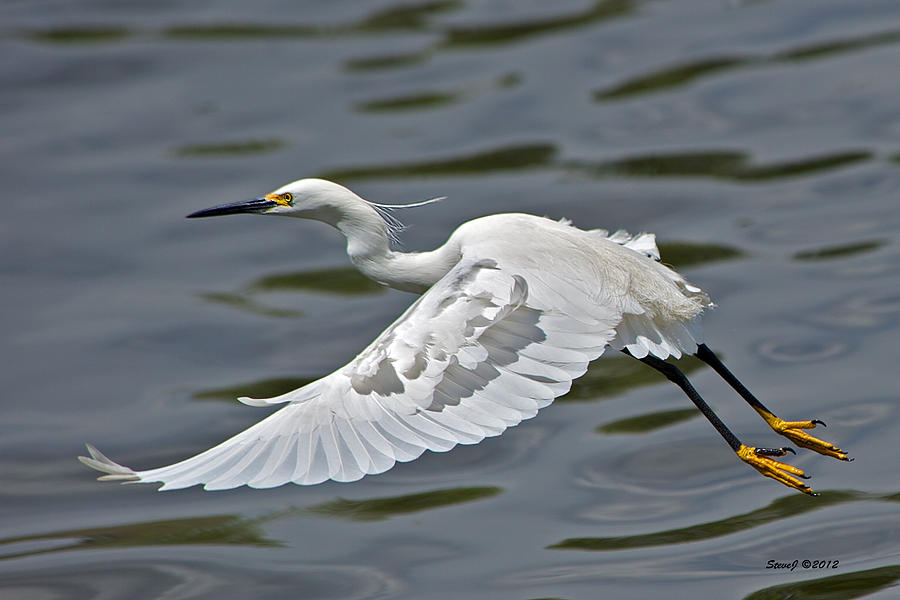Snowy Egret Take-Off Photograph by Stephen Johnson