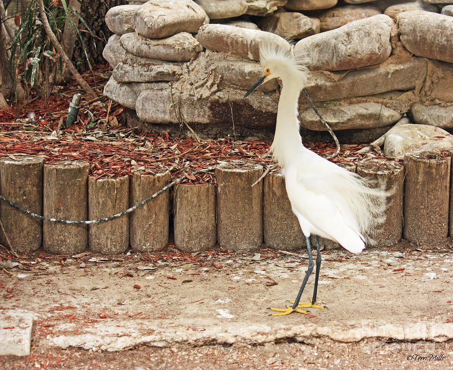 Bird Photograph - Snowy Egret by Terri Mills