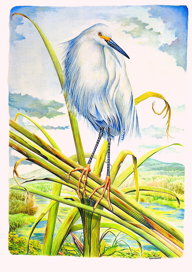 Wildlife Painting - Snowy Egret by Vincent Callagher