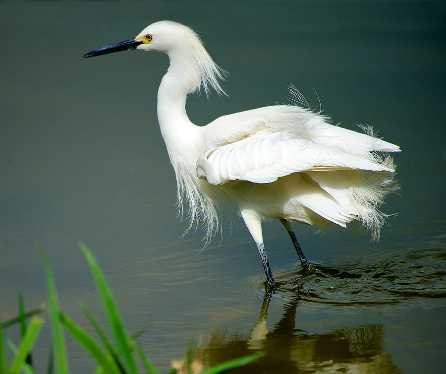 Snowy Egret Wading Photograph by Stephen Johnson