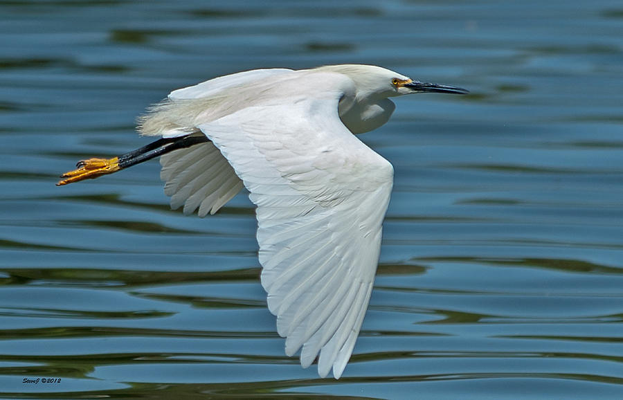 Snowy Egret Wings Down Photograph by Stephen Johnson