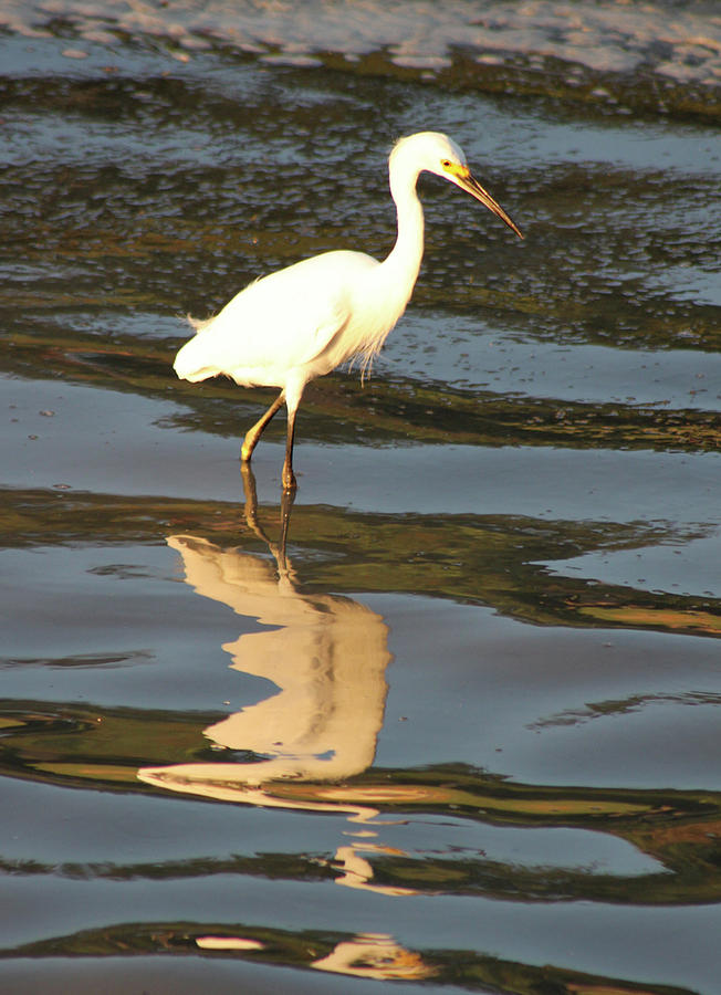 Snowy Egret with Reflection Photograph by Jeanne Juhos