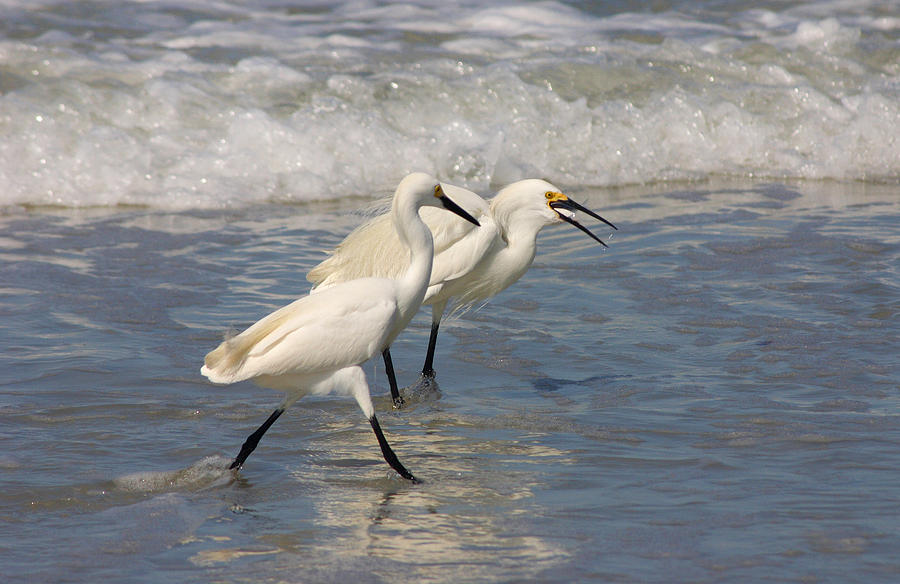 Snowy Egrets on the Shore Photograph by Cindy Haggerty