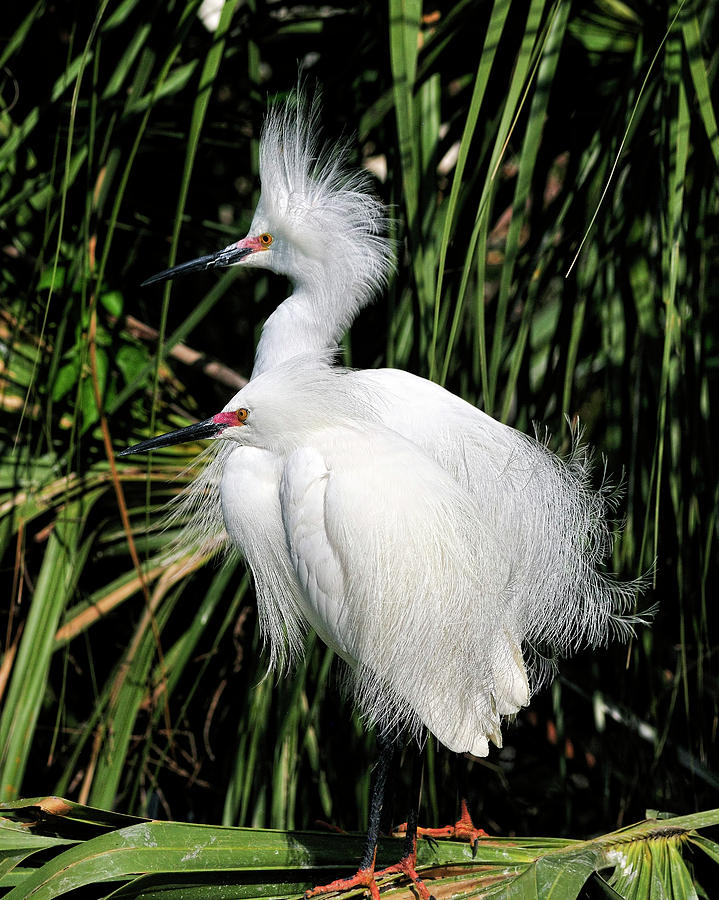 Snowy Egrets Plumage Photograph by Bill Dodsworth