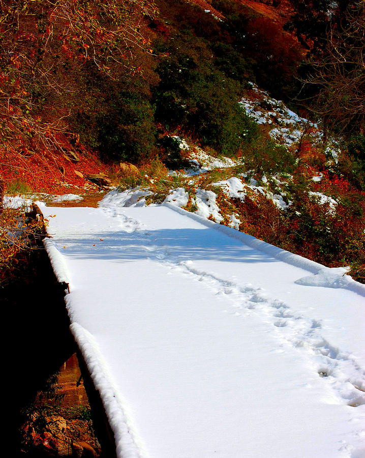 Snowy Fall Footprints Photograph by Holly Blunkall