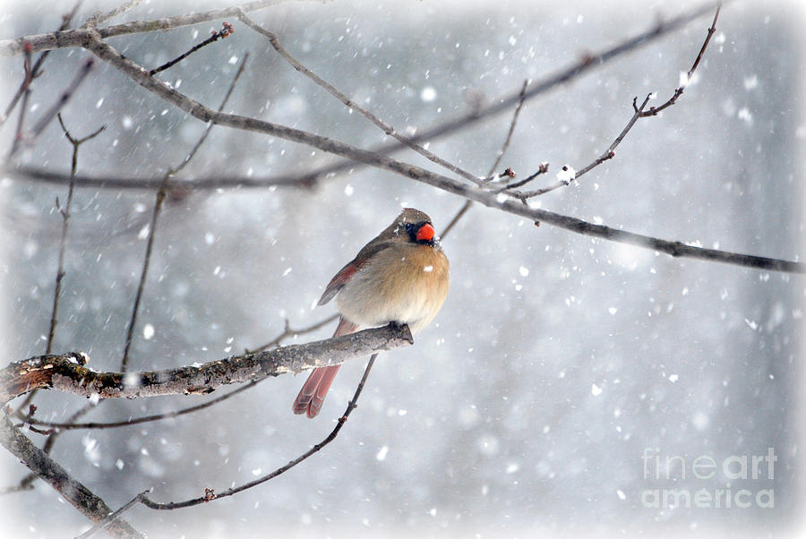 Snowy Female Cardinal Photograph by Lila Fisher-Wenzel