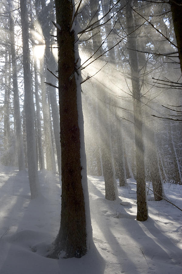 Snowy Forest In Morning Sun, Bavaria Photograph by Konrad Wothe