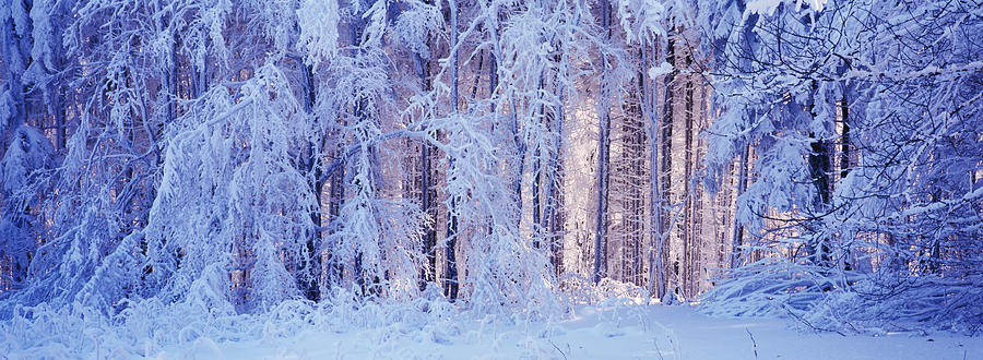 Snowy forest Photograph by Ulrich Kunst And Bettina Scheidulin