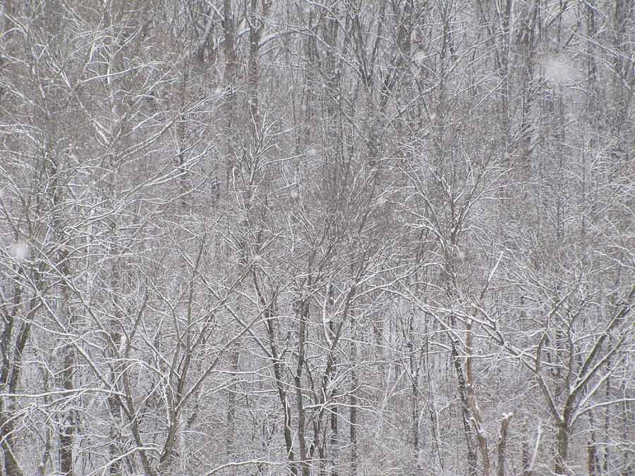 Snowy Forest Photograph by Jennifer Weaver - Fine Art America