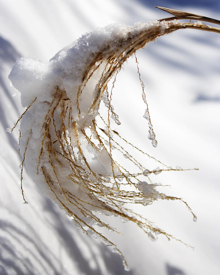 Snowy Fountain Grass Photograph by Jeff Galbraith