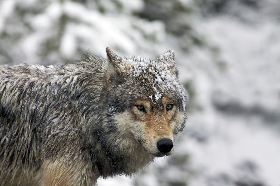 Snowy Grey Wolf Photograph - Snowy Grey Wolf Fine Art Print