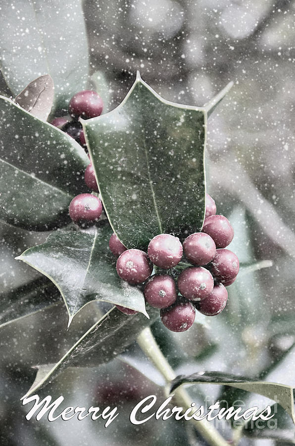 Snowy Holly Christmas Card Photograph by Jim And Emily Bush