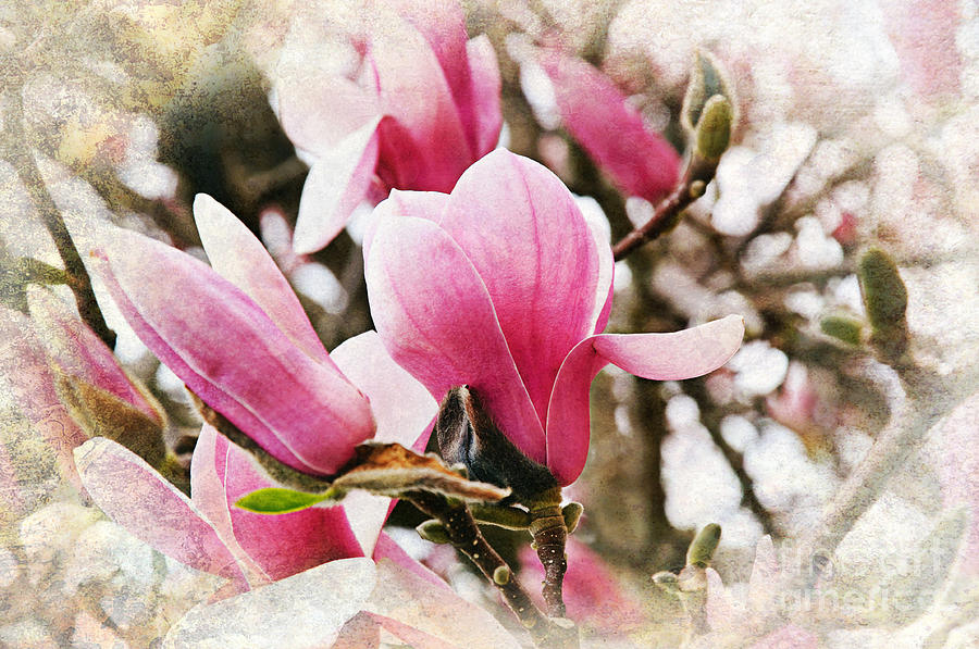 Snowy Magnoila Mist  Photograph by Andee Design