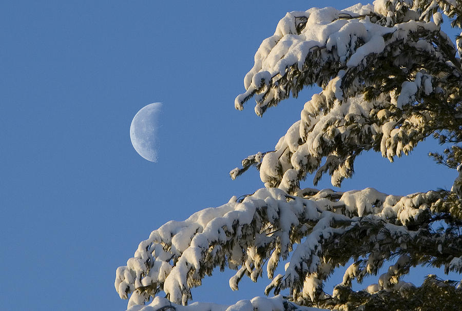 Snowy Moon Photograph by Larry Landolfi