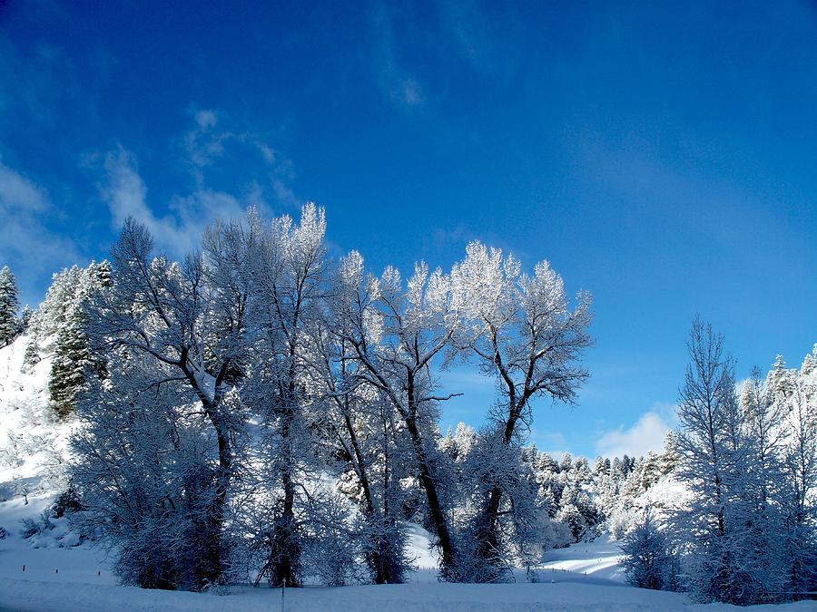 Snowy Morning Photograph by FeVa Fotos