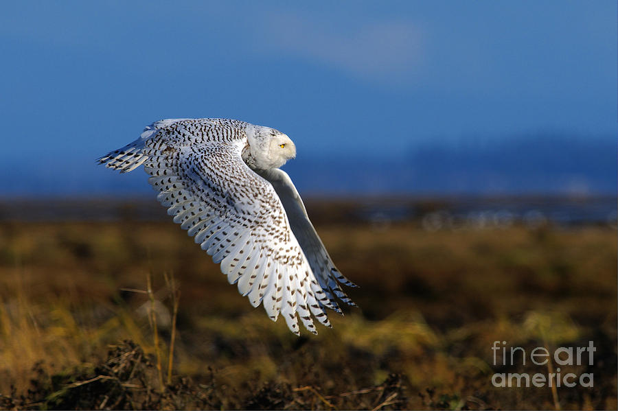 Snowy Owl 1b Photograph by Sharon Talson
