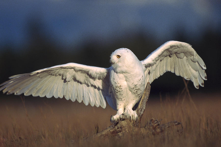Snowy Owl Adult Balancing On A Stump Photograph by Tim Fitzharris