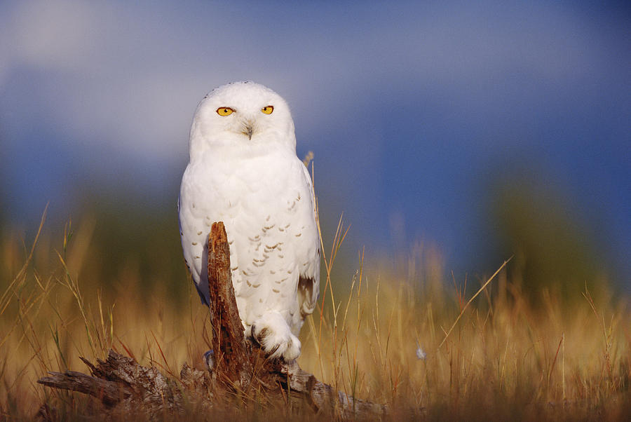 Snowy Owl Adult Perching On A Low Stump Photograph by Tim Fitzharris