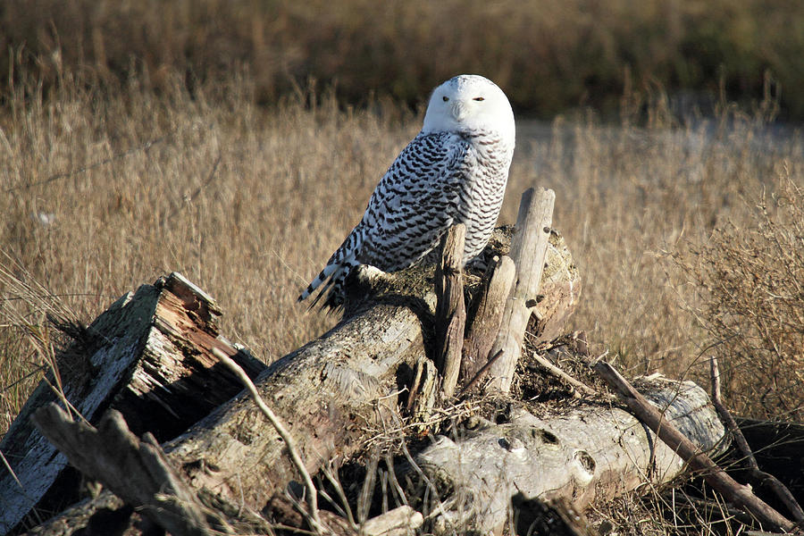 Snowy Owl at Boundary bay B.C Photograph by Pierre Leclerc Photography