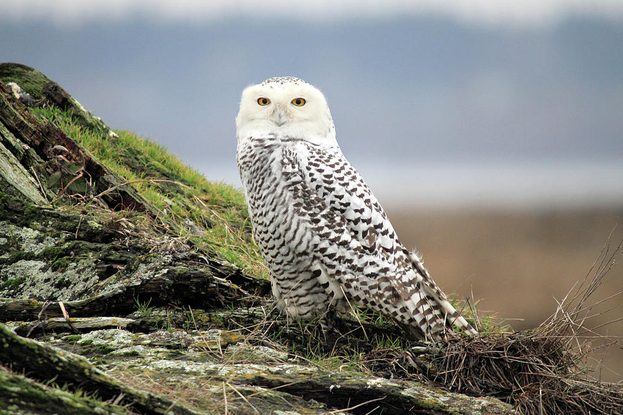 Snowy Owl at Boundary bay Vancouver Photograph by Pierre Leclerc Photography