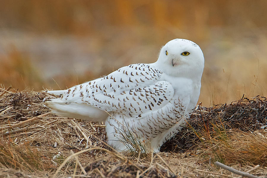 Snowy Owl Photograph by Dale J Martin
