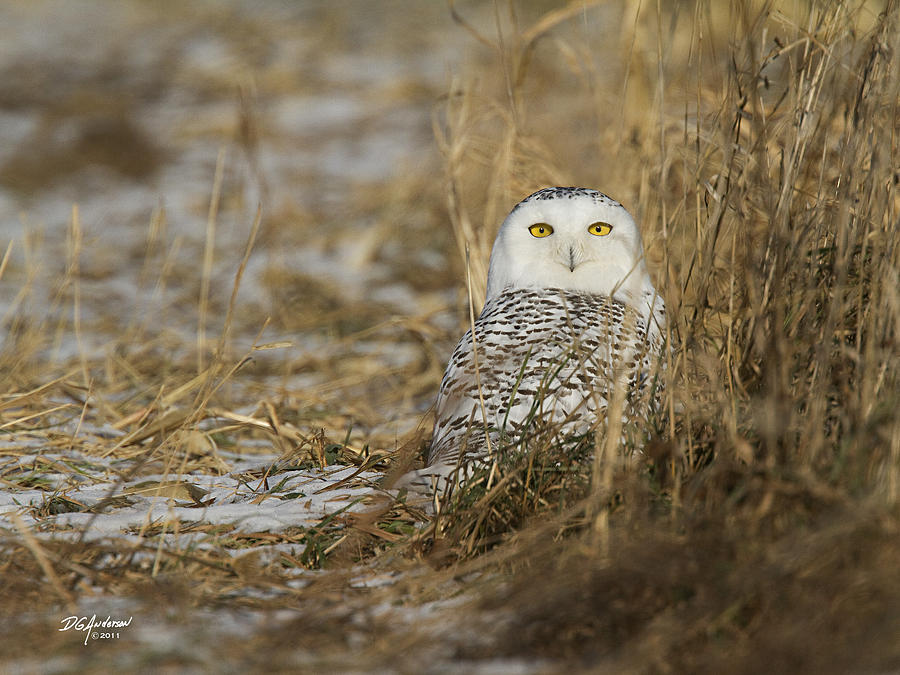 Snowy Owl  Photograph by Don Anderson