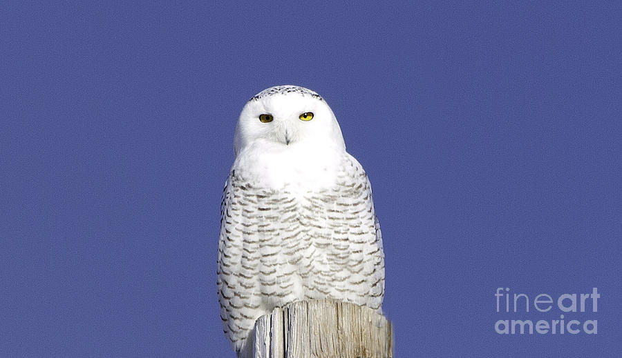 Snowy Owl Photograph by Greg Jones