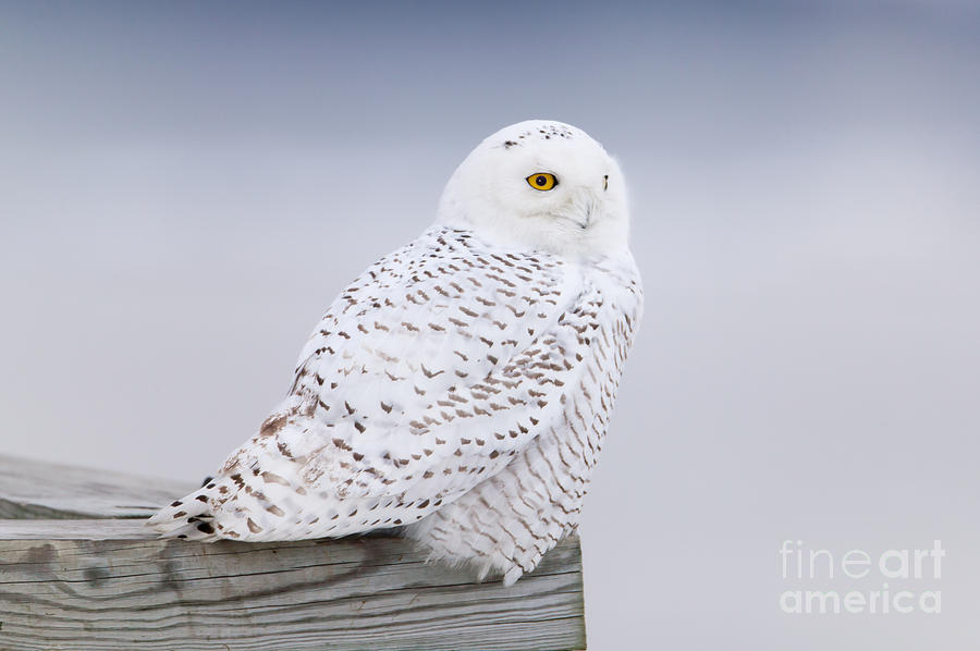 Snowy Owl I Photograph by Clarence Holmes