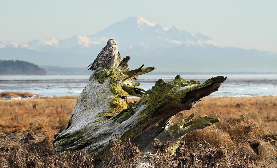 Snowy Owl in Boundary bay with Mt Baker Photograph by Pierre Leclerc Photography