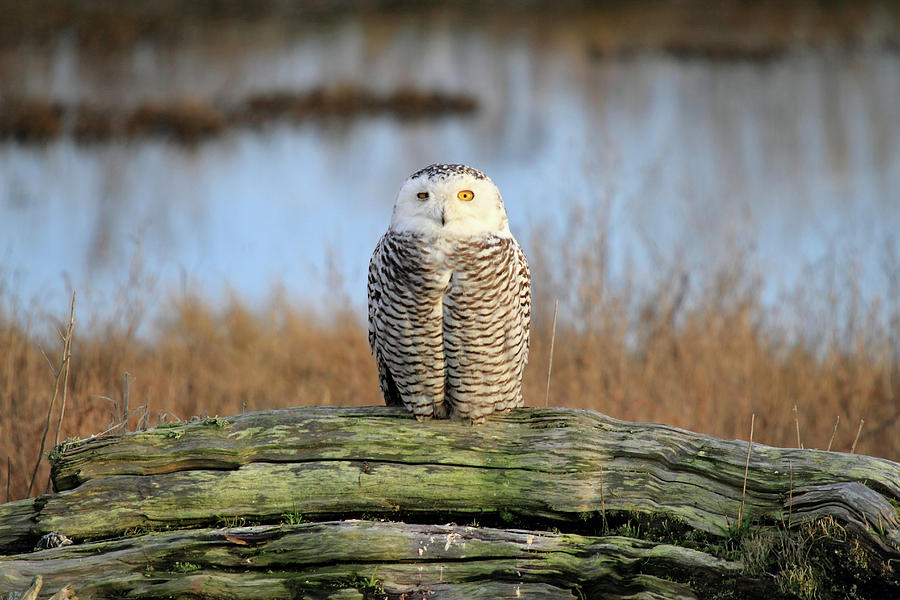 Snowy Owl in British Columbia Photograph by Pierre Leclerc Photography