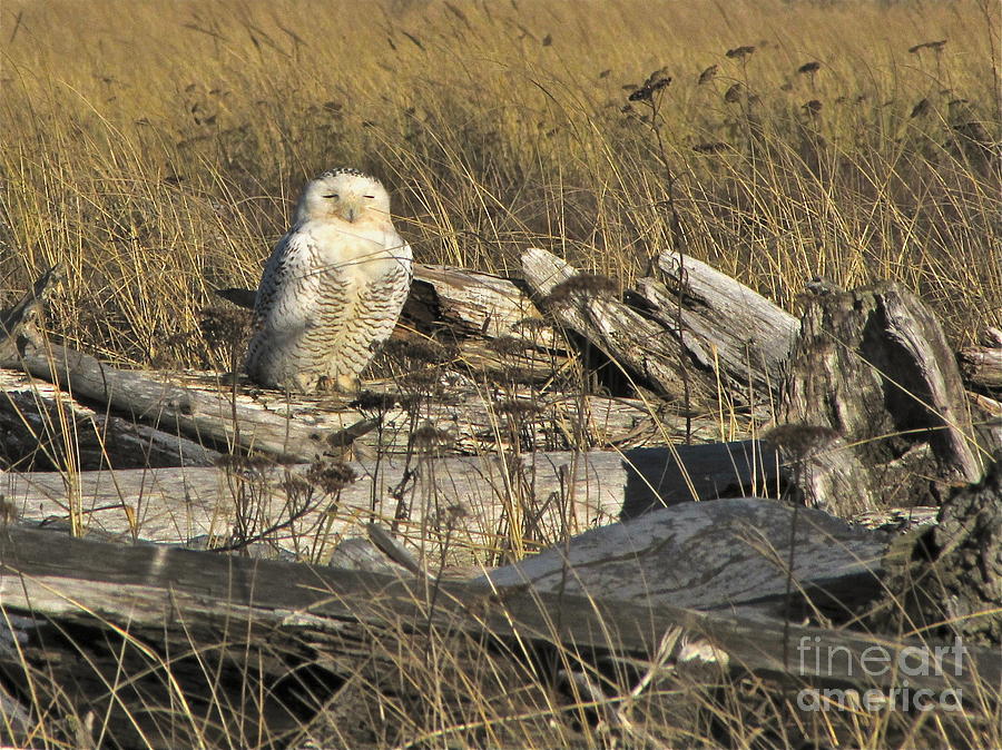 Snowy Owl in Slumber Photograph by Sean Griffin