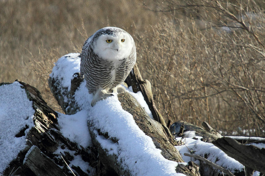 Snowy Owl in the snow Photograph by Pierre Leclerc Photography